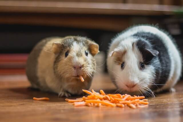 Guinea Pigs: An Excellent Choice for Children with Autism