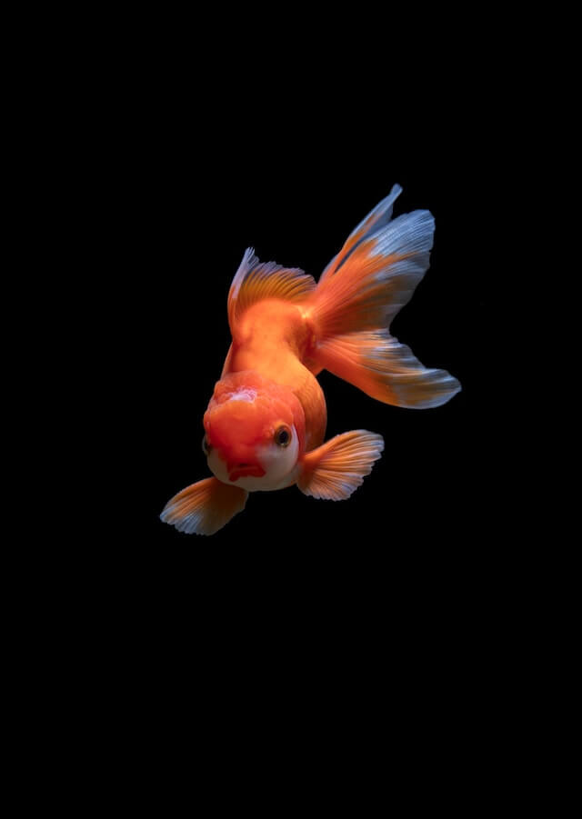 Fish as Pets: Calming Companions for Children with Autism
