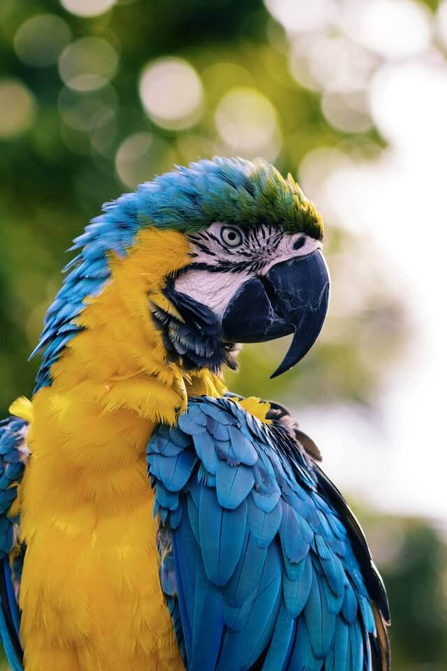 Blue and Yellow Macaws: A Beneficial Pet Choice for Kids with Autism